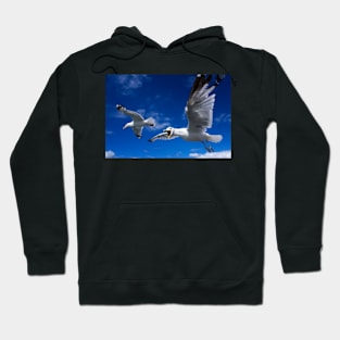 Conversations a with Seagull Hoodie